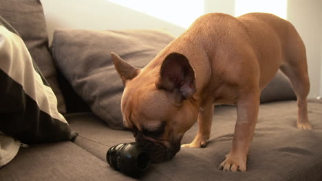 adorable french bulldog dog playing with a black rubber toy on the couch at home slow-motion handheld