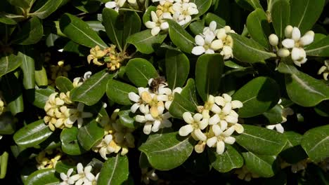 Stephanotis-floribunda-Madagascar-jasmine,-waxflower,-Hawaiian-wedding-flower,-bridal-wreath-with-bee-collecting-pollen