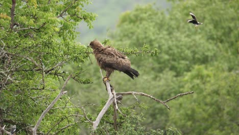 Wahlberg's-eagle-mobbed-by-white-crested-helmetshrike-while-perching-on-a-branch