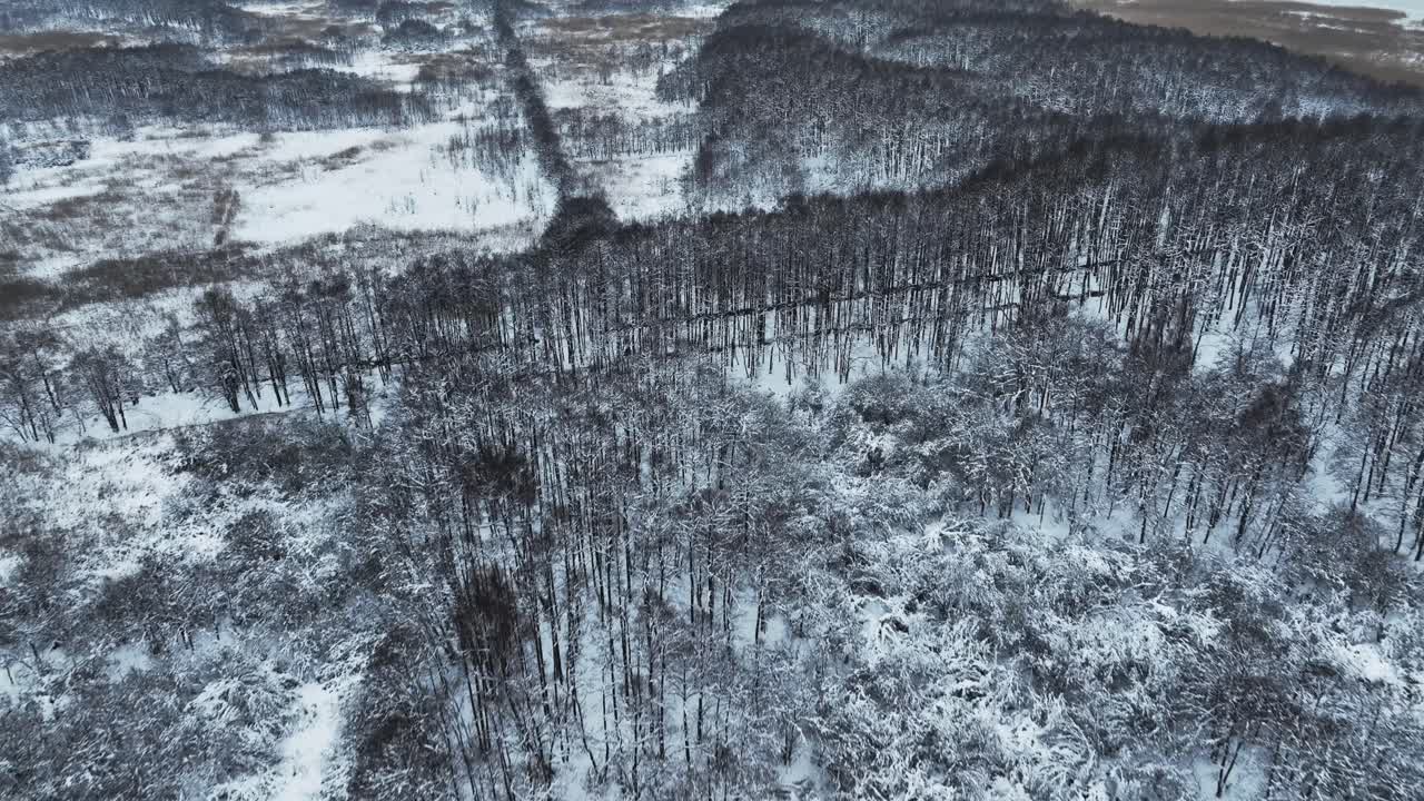 Veduta aerea di una foresta che cresce nella palude durante l'inverno