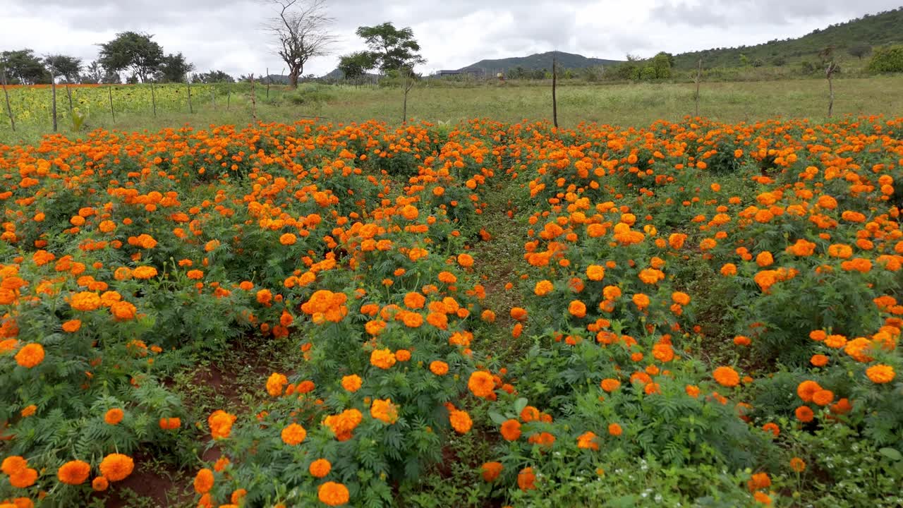 Gundlupet flower farming, The flower pot of India located In Karnataka, flower cultivation in Gundlupet, Onam vibes