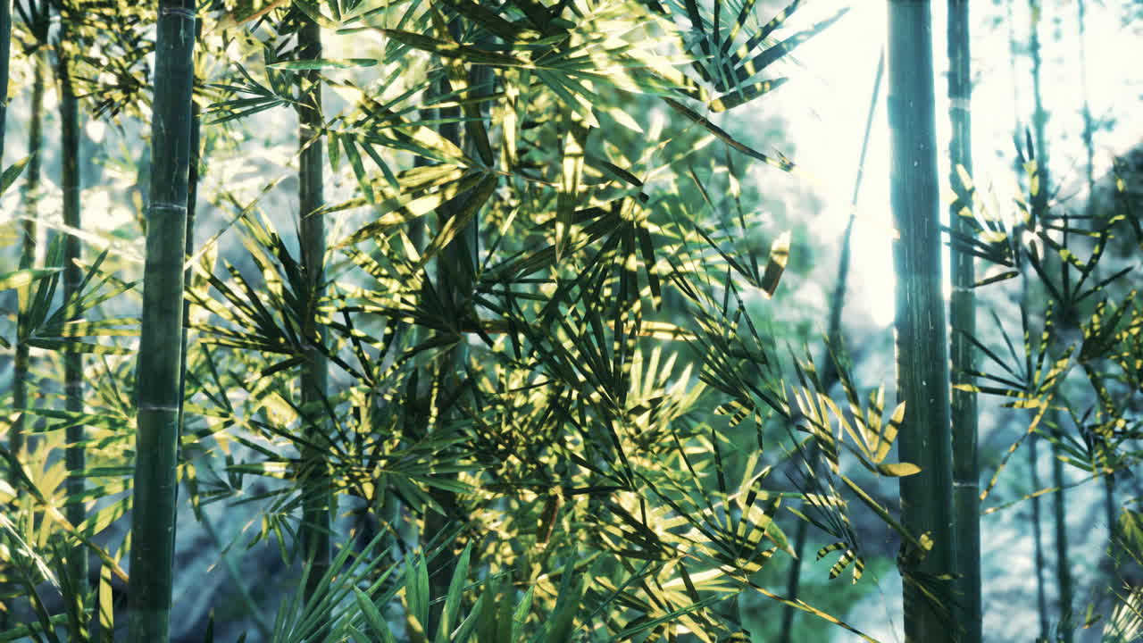 초록색 대나무 숲 의 근접 사진