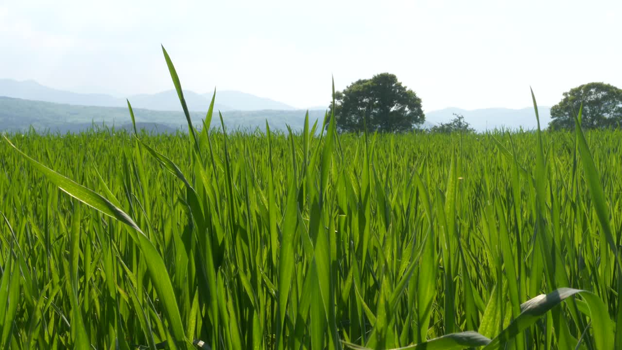 배경에 나무와 하늘이 있는 바람에 푸른 잡초