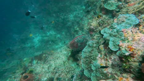 Rare-Hawksbill-sea-turtle-with-beautiful-patterned-shell-exploring-a-steep-ocean-wall-covered-in-coral-reef-and-tropical-fishes,-scuba-diving-the-Coral-Triangle-in-Timor-Leste