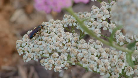 avispa en una flor en el verano, este de estados unidos