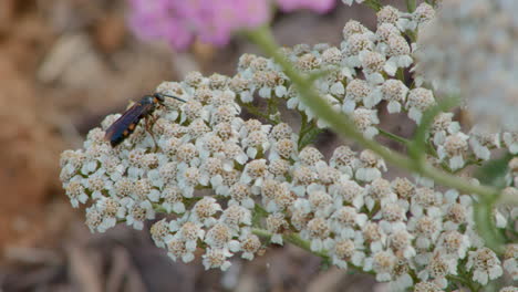 wasp on a flower in the summer, eastern united states