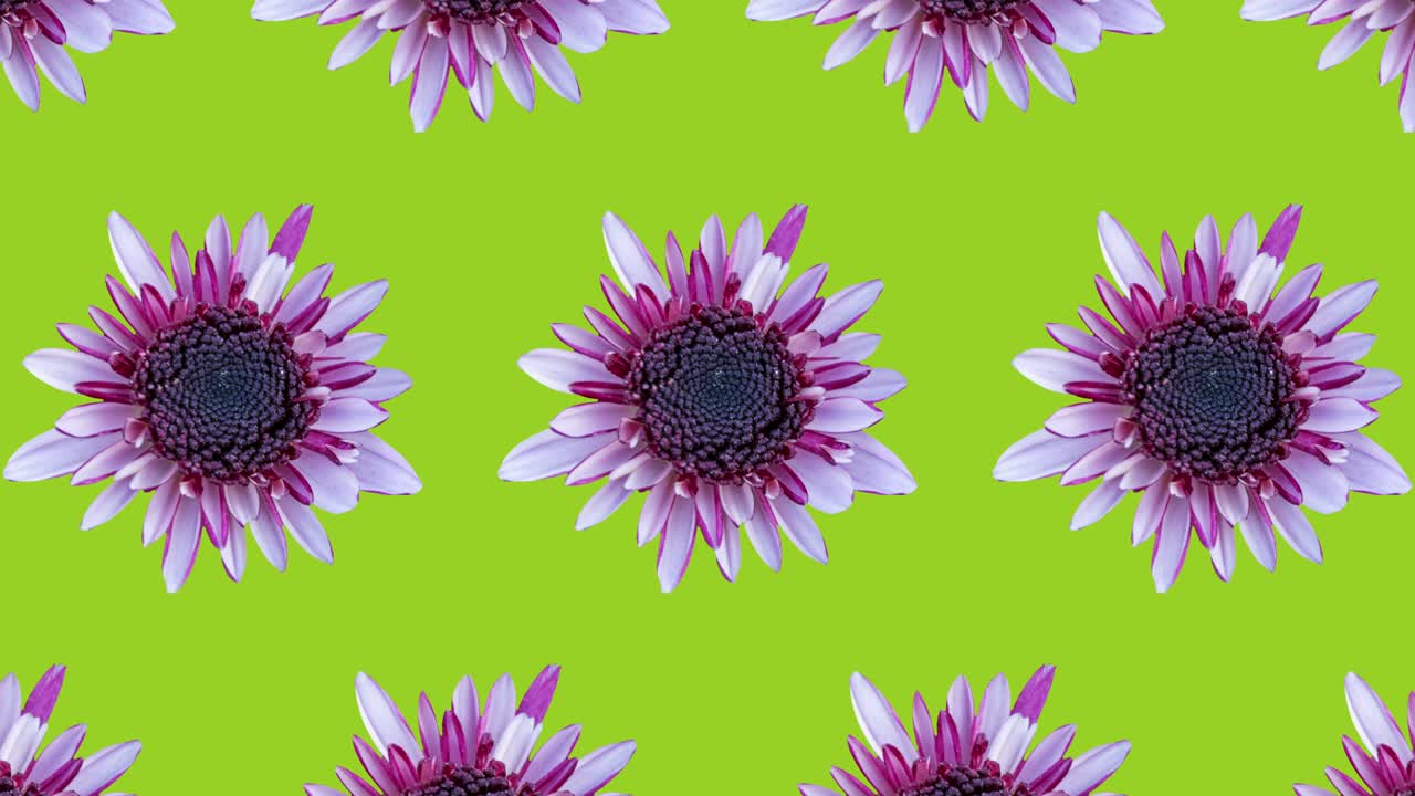 patrón de crisantemo rosa sobre un fondo verde. gráficos de movimiento simple animación en bucle sin costuras floral