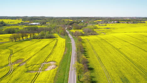 long road winds its way through breathtaking beauty of rapeseed fields