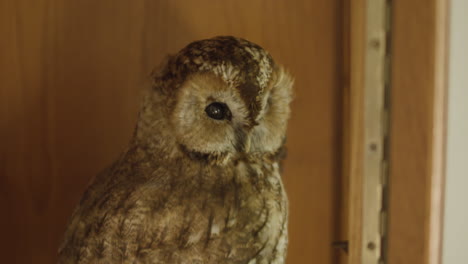 close up taxidermy tawny owl bird dead and stuffed on museum display