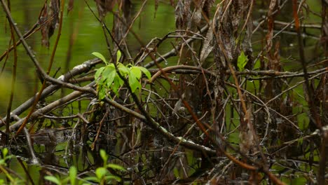 pájaro warbler de canadá saltando sobre ramas caídas en un humedal, el agua que refleja la vegetación de primavera en un día tranquilo