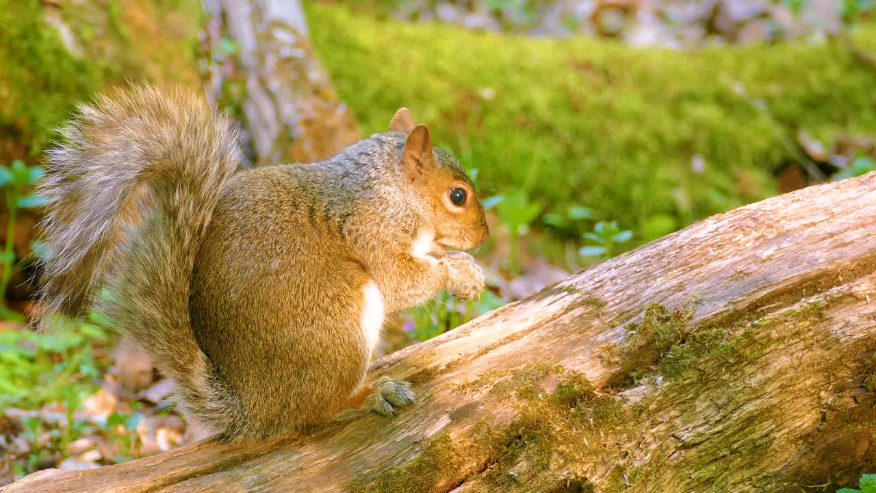 A squirrel chases another away while perched on a mossy log in a sunny forest clearing