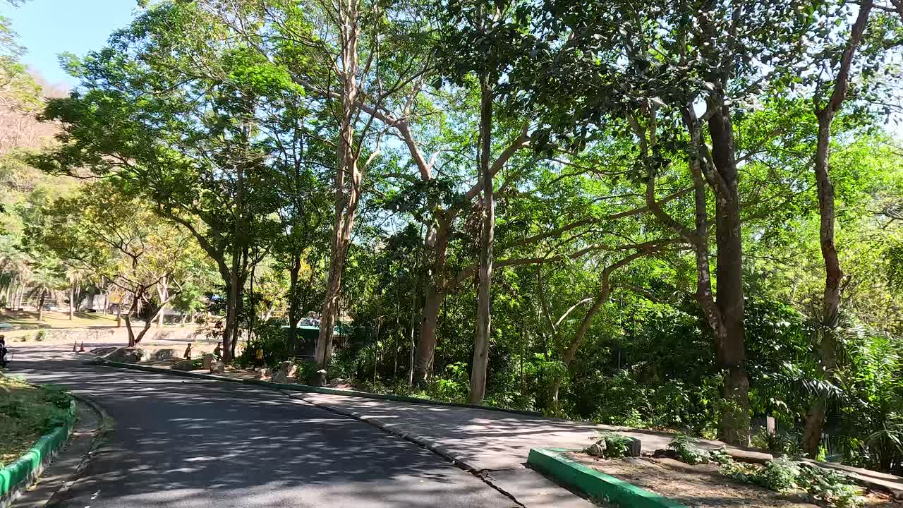 un viaje pacífico a través de la vegetación exuberante