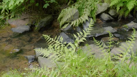 Flowing-waters-in-a-creek-going-downstream-in-Trentham-Monkey-Forest,-a-wildlife-sanctuary-for-endagered-animals-in-Europe