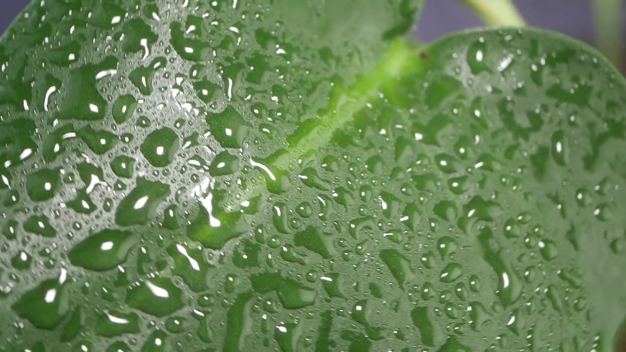 Piccole d'acqua su una foglia verde vivace