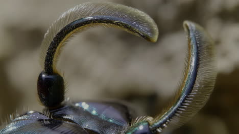 macro close-up of an insect's antennae