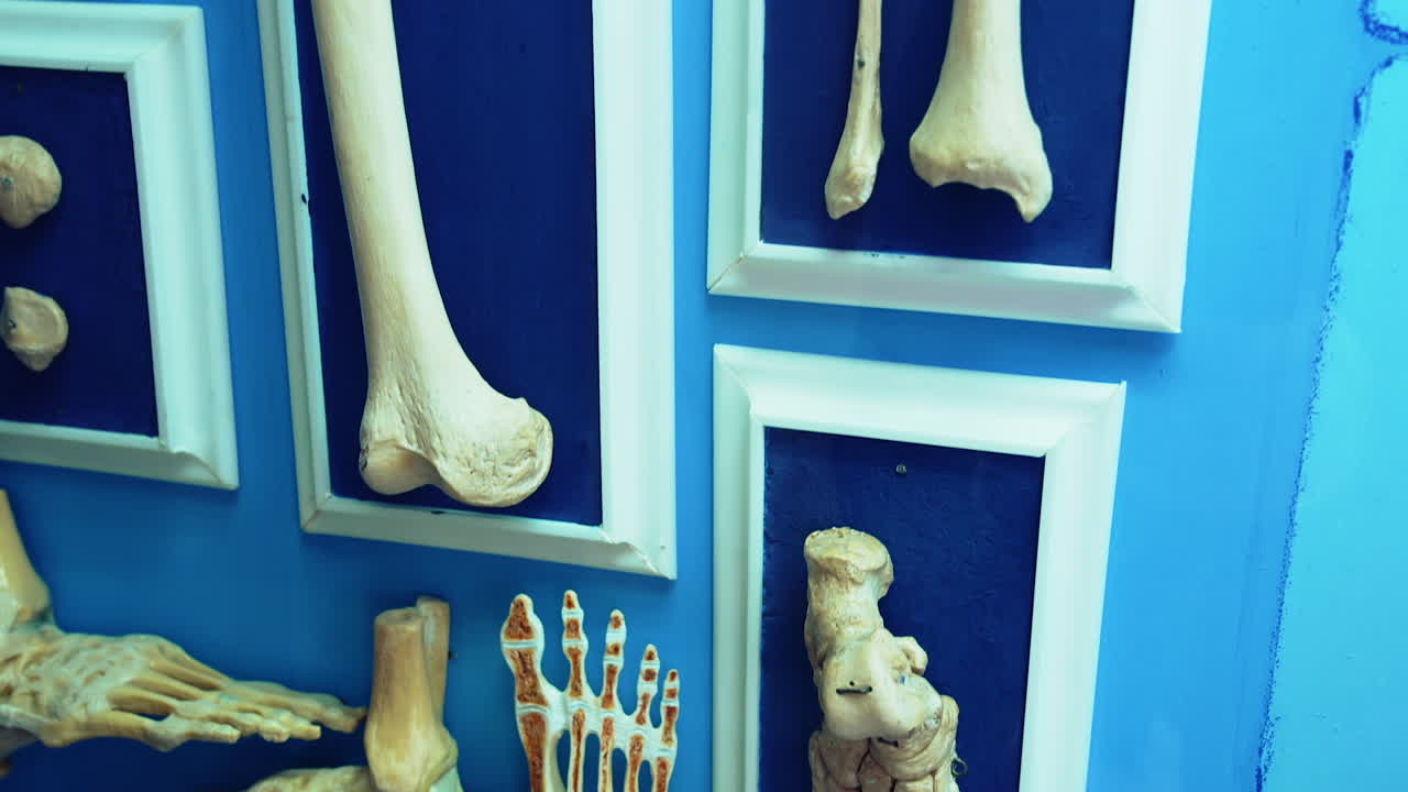 Medical hall of the museum. Inside view of human body organ anatomy