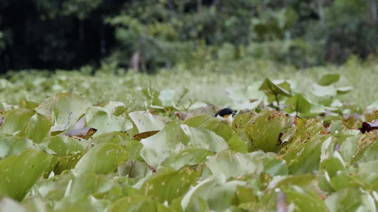striking black and yellow bird standing gracefully plays in the midst of low vegetation in Amazon rainfores