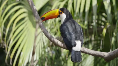 toco ramphastos tropical encaramado en la rama de una palmera en la selva, de cerca