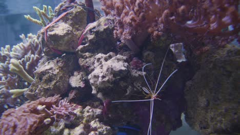 Steine-Und-Anemonen-In-Einem-Aquarium-Mit-Einer-Bunten-Garnele-In-Einer-Höhle