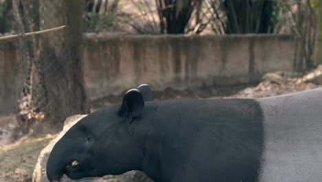 tourists feed funny black and white tapir with banana in zoo