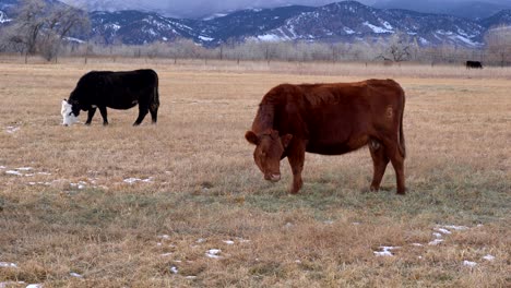 Cattle-grazing-in-open-space