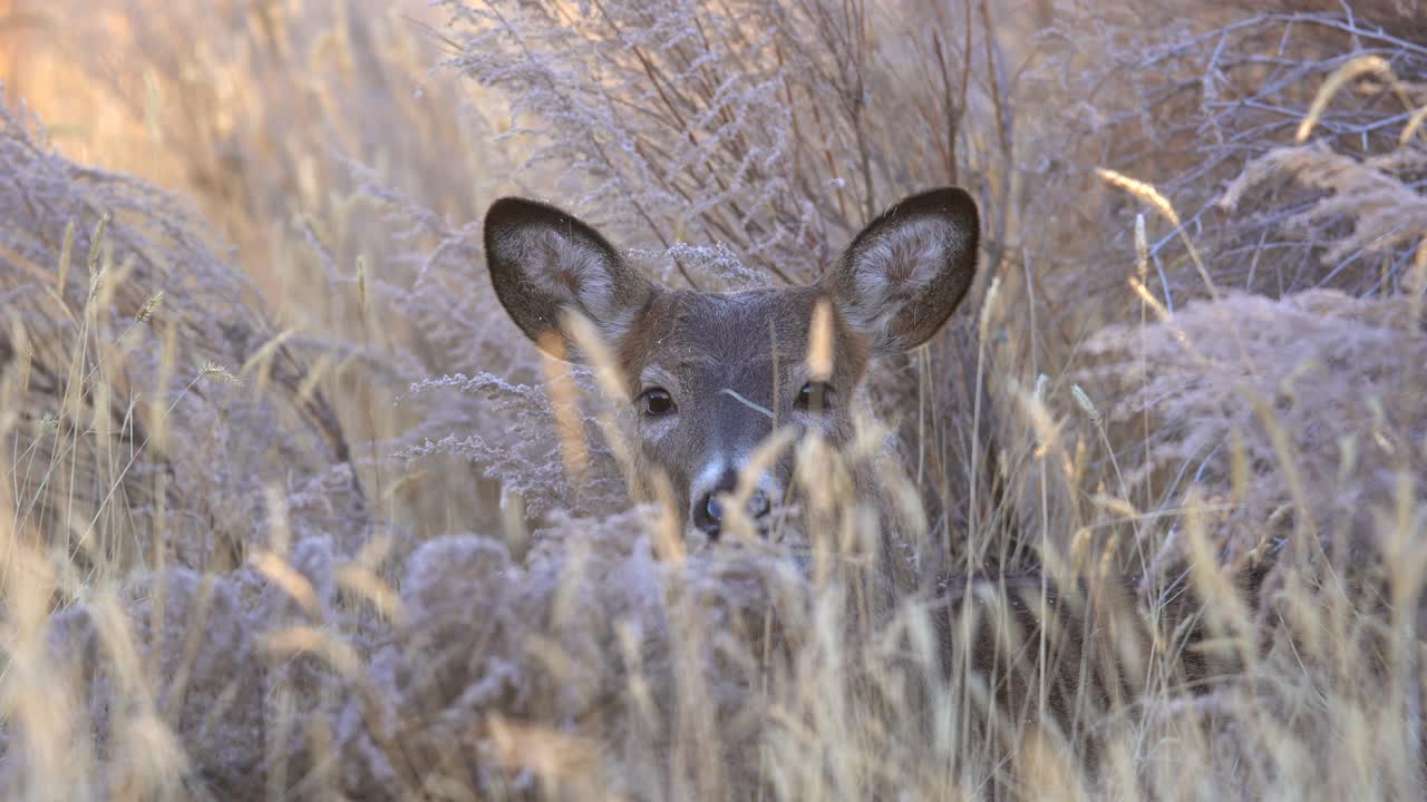 Closeup view of Mule Deer