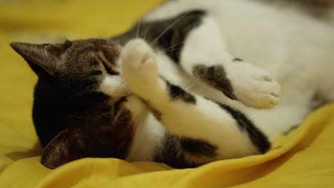 White-cat-enjoys-its-relaxing-time-by-lying-on-the-floor-while-licking-his-feet