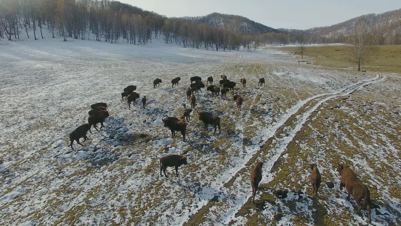 Bison Herd in Snowy Landscape