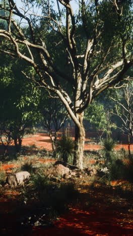 australian outback landscape: sunlit trees and red dirt