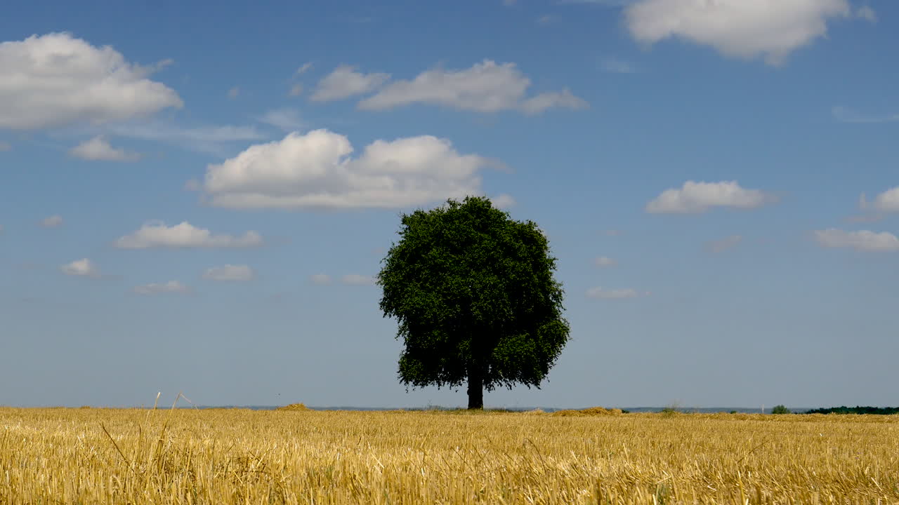 Time lapse of lone tree in a grass field
