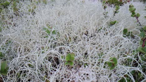 primer plano de líquenes blancos y musgo verde