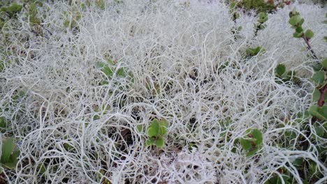 close-up of white lichen and green moss