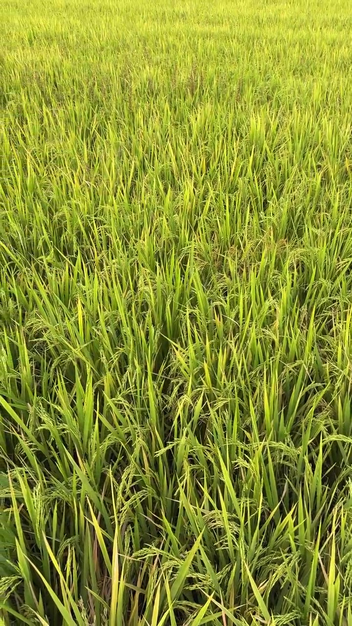 Risaia verde e rigogliosa che ondeggia al vento