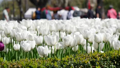 a field of white tulips in bloom with people in the background.