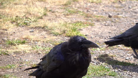 two ravens walk in a brisk breeze that ruffles their feathers