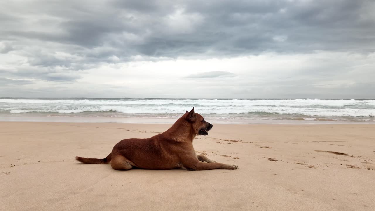 Dog animal pet stray relaxing on Sri Lanka beach Indian Ocean cloudy skyline