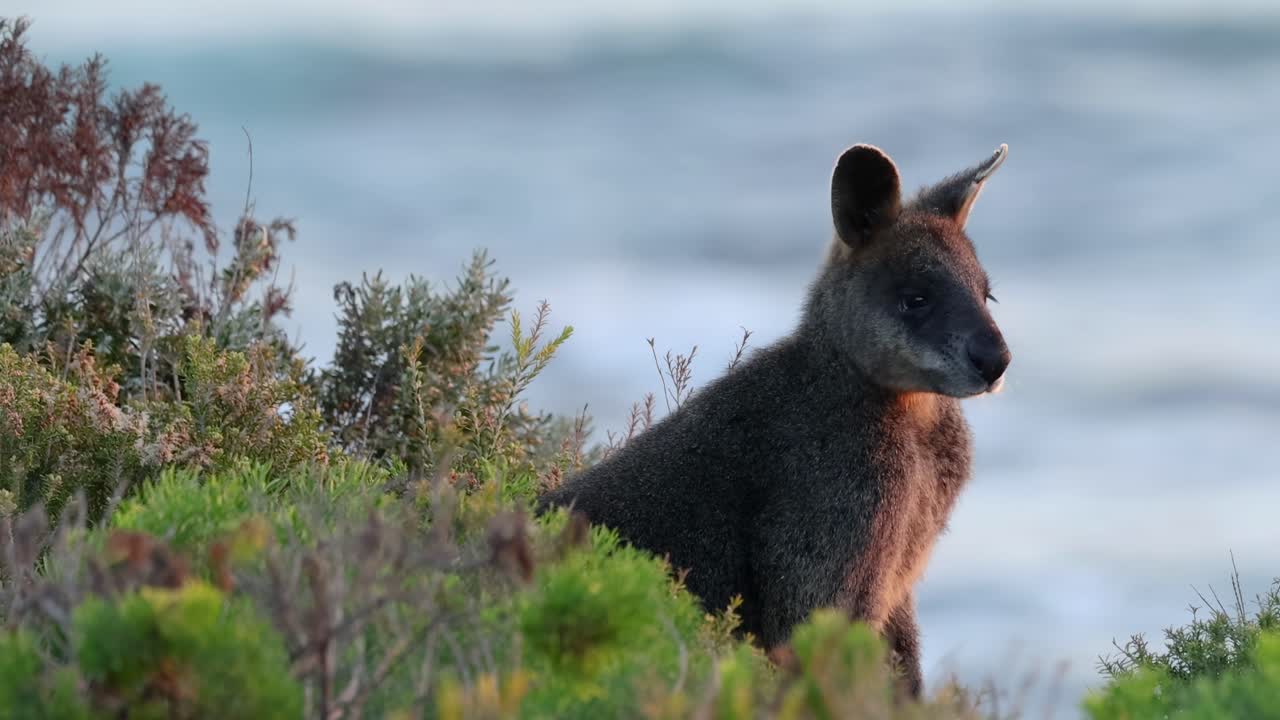 A wallaby stands amidst lush coastal vegetation with the ocean in the background.