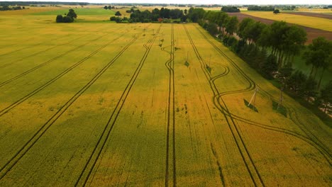 Drohnenaufnahme-Von-Grünem-Ackerland-Aus-Weizen-Mit-Traktorspuren-Im-Frühsommer