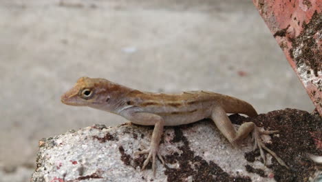 a lizard sitting on a stone lokking at the camera