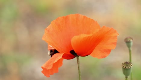 Poppy-pollination-by-honey-bee