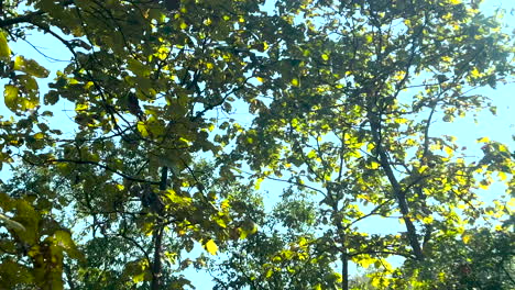 the view upwards of trees in india passing by as one travels down a road