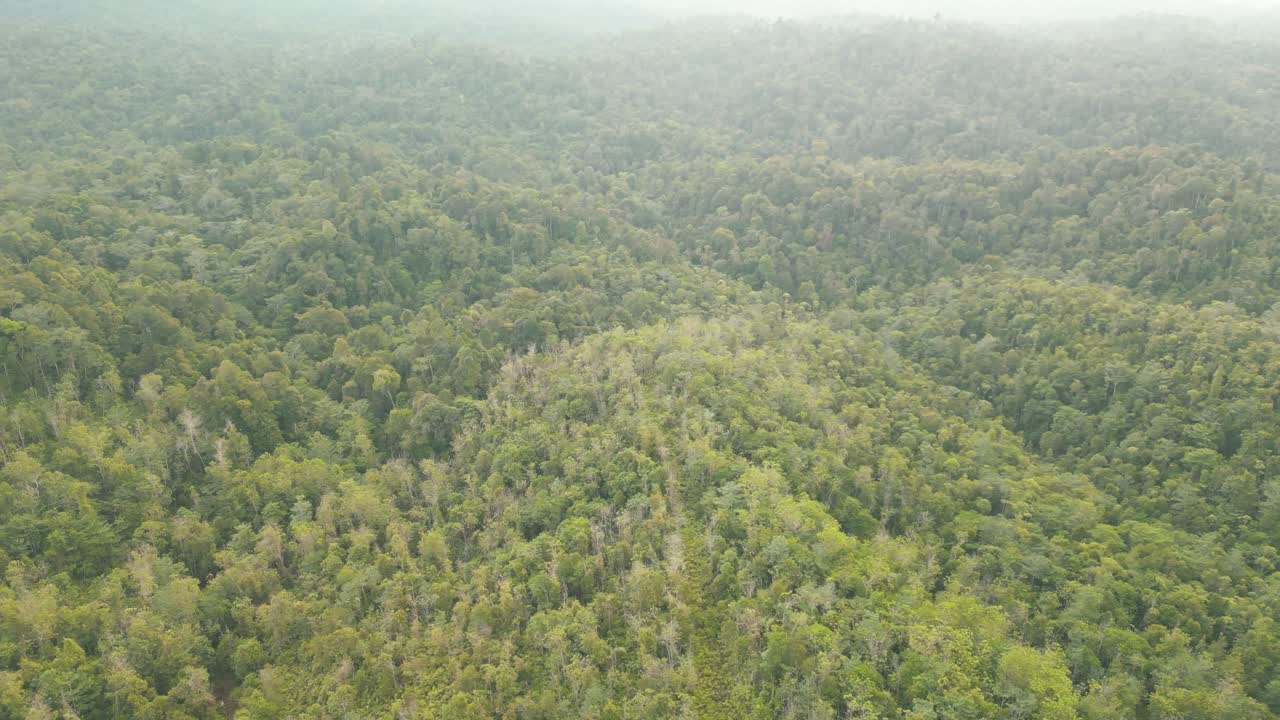 Aerial Drone View Of Sarawak Green Beautiful Forest During Raining Season,Asian Tropical Rain forest,Borneo.