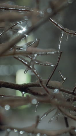 ramas de árboles cubiertas de nieve y hielo brillante iluminadas por luz tenue, con reflejos brillantes y bokeh suave en el fondo