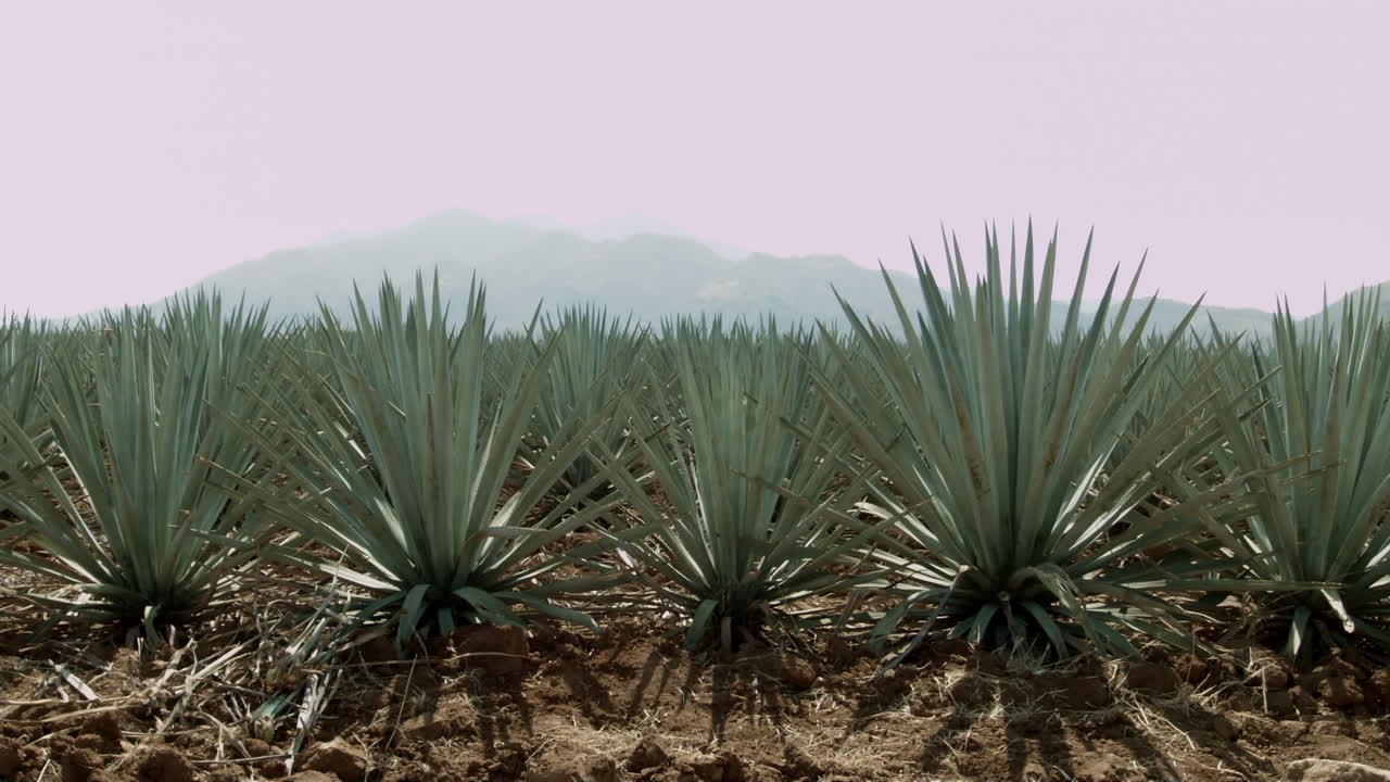 campos de agave entre las montañas de tequila, jalisco, méxico
