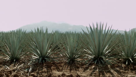 agave fields between the mountains of tequila, jalisco, mexico