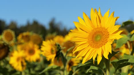 primer plano de girasol en el campo de girasoles