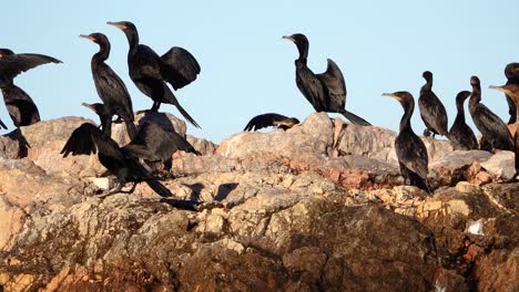 cormorants drying in the sun in las grutas, rio negro, argentina - medium shot