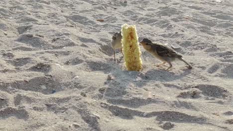 sparrow birds on the beach feeding on bare corn cob buried in the sand