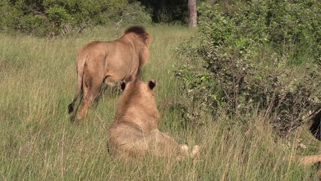 group of male lions in the bush at african game park