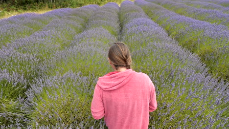 Mujer-Caminando-Hacia-Adelante-A-Través-Del-Campo-De-Lavanda-Púrpura-Con-Chaqueta-Rosa